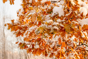 Atmospheric winter view with snowy dry leaves in the park and trees. Frost-covered dry oak leaf on a tree with a blurred background