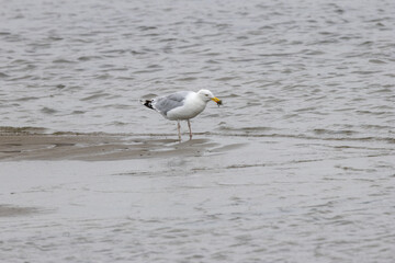 Herring Gull (Larus argentatus) widespread along coasts and urban areas across Europe and North America