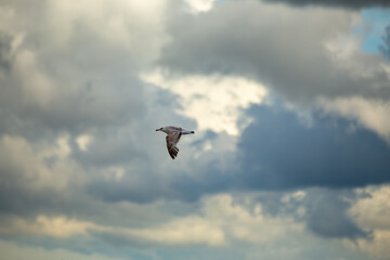 Herring Gull (Larus argentatus) widespread along coasts and urban areas across Europe and North America