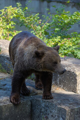 A wet brown bear stands on a large stone block in its enclosure at a zoo.