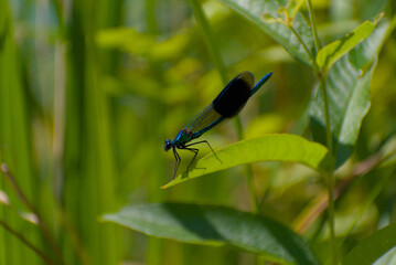 A dragonfly rests on a thin blade of grass in front of a blurred turquoise background on a clear day, creating a peaceful and delicate mood.