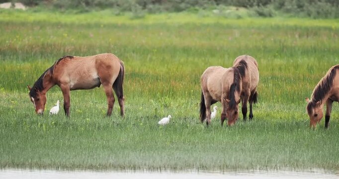 Chevaux Konik polski (Equus ferus caballus) en p&acirc;turage extensif dans une zone humide