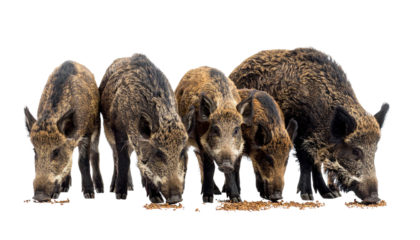 Five wild boars eating on transparent background