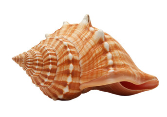 Isolated Realistic Striped Spiral Conch Seashell from the Ocean