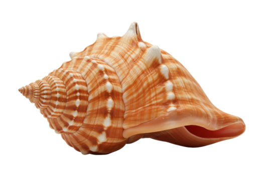 Isolated Realistic Striped Spiral Conch Seashell from the Ocean