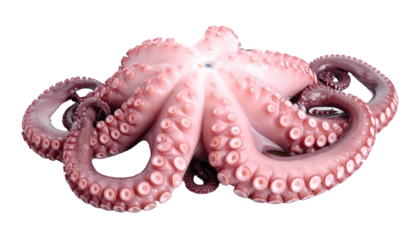 Fresh octopus isolated on transparent background, ready for culinary use