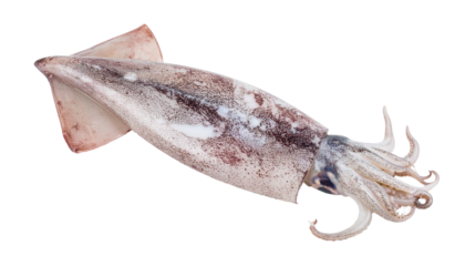Fresh squid isolated on transparent background, ready for culinary use
