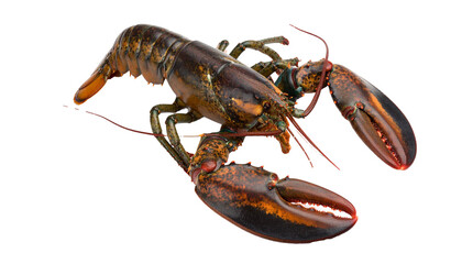Fresh lobster on transparent background, ready for culinary delights