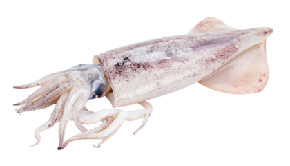 Fresh squid lying on transparent background, ready for culinary use