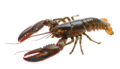 Fresh lobster on transparent background ready for culinary delights