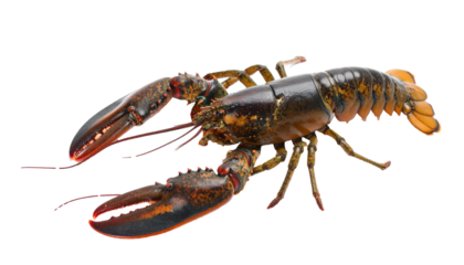 Fresh lobster on transparent background ready for culinary delights
