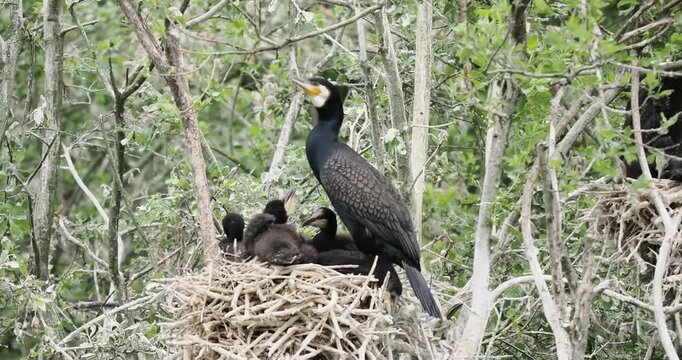 Grand Cormoran (Phalacrocorax carbo) nourrissant ses petits au nid en baie de Somme