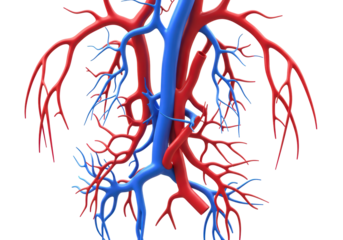 Isolated 3D Medical Diagram of Arteries and Veins in the Circulatory System