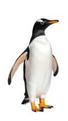 Fototapeta premium Gentoo penguin standing and looking up with transparent background