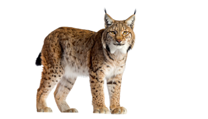 Eurasian lynx standing on transparent background
