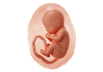 Isolated Medically Accurate Illustration of a Human Fetus in the Womb