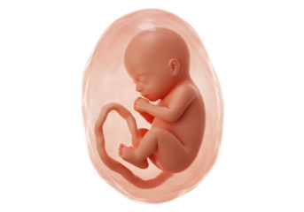 Isolated Medically Accurate Illustration of a Human Fetus in the Womb
