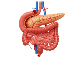 Isolated Medically Accurate 3D View of the Pancreas and Intestines