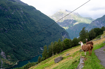 Fototapeta premium Lamas grazing in mountains, Geiranger Fjord, Norway