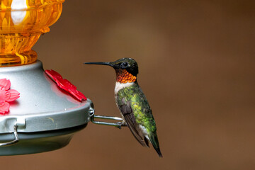Male Ruby Throated Hummingbird on an orange feeder.