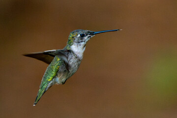 hummingbird in flight
