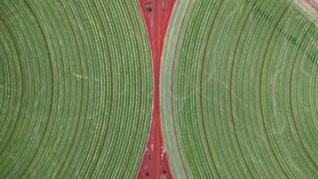 Green circular fields in the outback of Western Australia, seen from above