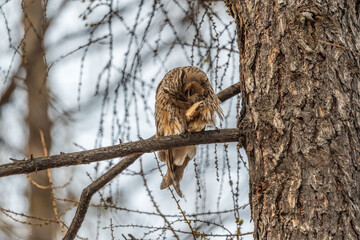 Long-eared owl (Asio otus), looking forward with wide opened eyes