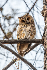 Long-eared owl (Asio otus), looking forward with wide opened eyes