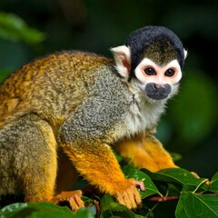 Obraz premium Close-up of a monkey in a jungle setting