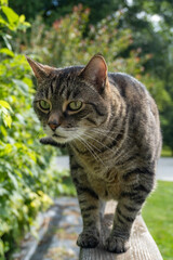 Tabby Cat Outside on Wooden Railing