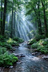 Sunlight streams through a misty forest (1)