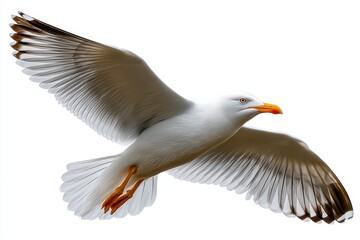 Obraz premium Majestic seagull soaring gracefully against a bright white sky during a serene afternoon over the ocean