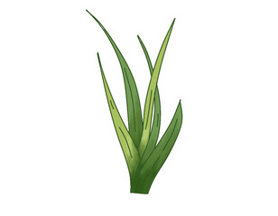 Tropical Grass Plant Leaves – Botanical Illustration