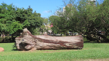 old tree stump