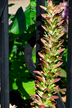 kwiatostan akantu, kłosowy kwiatostan akantu, Akant miękki , Acanthus mollis, bear's breeches, sea dock, bear's foot plant, sea holly, gator plant, oyster plant