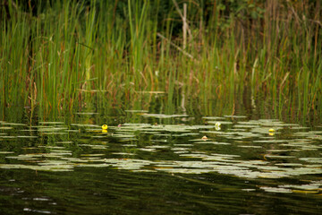 lilly pads in the lake with flowers