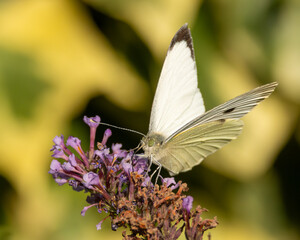 Large white. Macro. British butterfly.