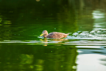 Pato moteado en el lago de Chapultepec (Anas fulvigula)