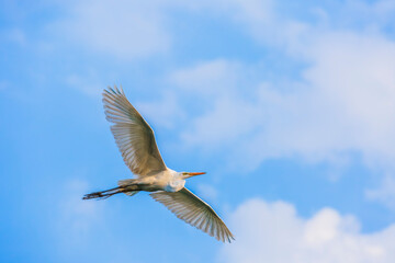 Garza Blanca en el lago mayor del Bosque de Chapultepec