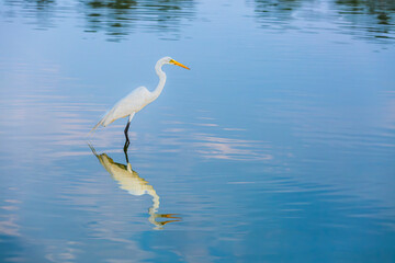 Garza Blanca en el lago mayor del Bosque de Chapultepec