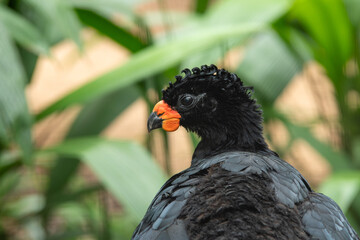 Mutum or curassow, South and Central America black bird