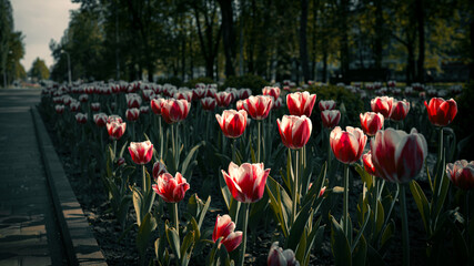 Obraz premium Red and White Tulips Blooming in Park Alley