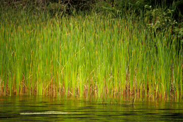green grass and water