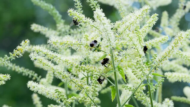 Swarm of bumblebees pollinating blooming aruncus dioicus bush with small white flowers in the garden. Role of pollinators. Bombus terrestris sucks nectar from aroma flower in the meadow