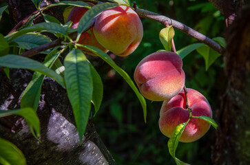 Peaches on tree close-up growing in garden.