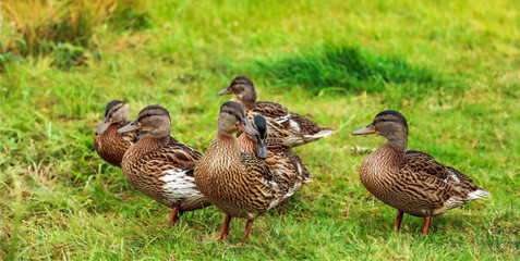 Danish countryside life — flock of mallard ducks in tall grass near a village edge, active and noisy. A lively part of local nature and everyday rural ecology.