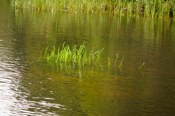reeds in the water