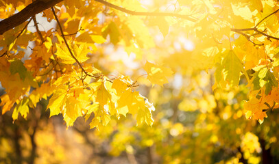 Autumn nature banner with branches with fall golden yellow maple leaves, natural background with orange autumnal foliage in park.