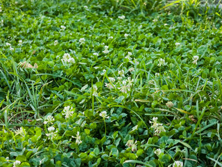 Green clover field with white wildflowers and lush grass outdoors