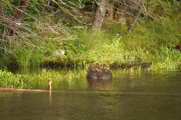 A stump in the river